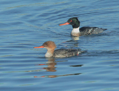 Red-breasted Mergansers, pair