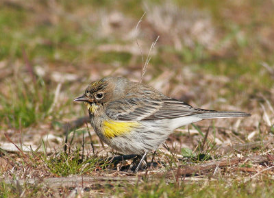 Yellow-rumped Warbler, Audubon's