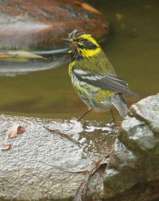 Townsend's Warbler, male