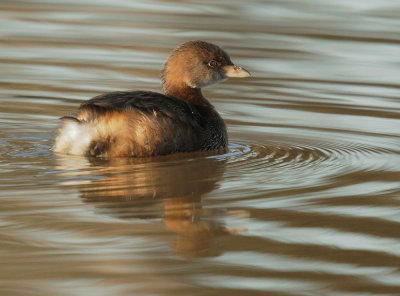 Pied-billed Grebe