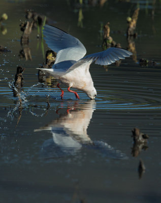 Ross's Gull, plunging
