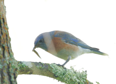 Western Bluebird, male, with food