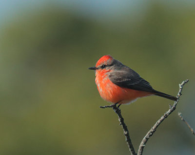 Vermilion Flycatcher, first-cycle male