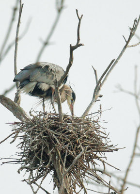Great Blue Heron, on nest