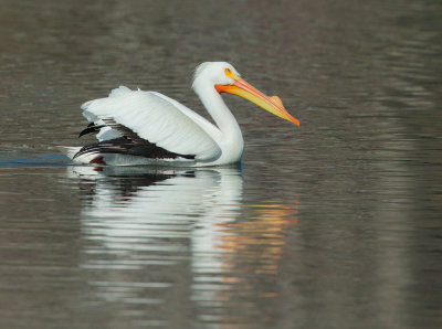 American White Pelican, breeding plumage