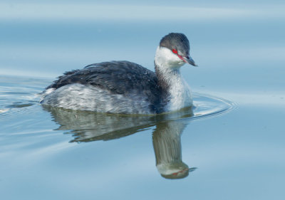 Horned Grebe