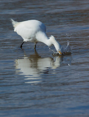 Snowy Egret, striking