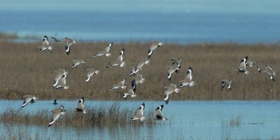 Willets