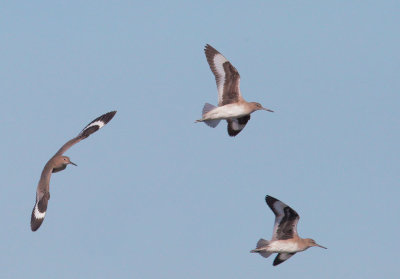 Willets