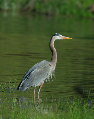 Great Blue Heron