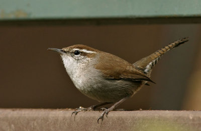 Bewicks Wren