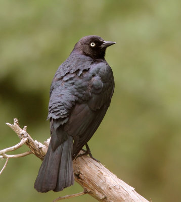 Brewers Blackbird, male