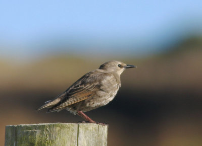 European Starling, juvenile