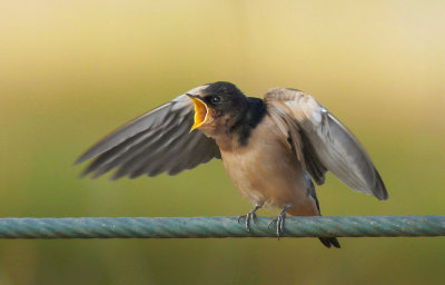 Barn Swallow, juvenile