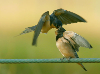 Barn Swallows, adult feeding young