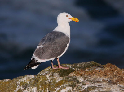 Western Gull, adult breeding