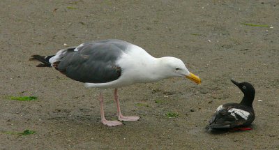 Pigeon Guillemot, and Gull