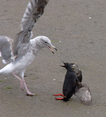 Pigeon Guillemot battles gull, August 2004