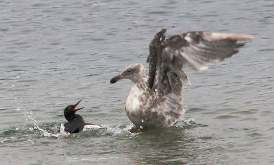 Pigeon Guillemot Fights Gull, Water