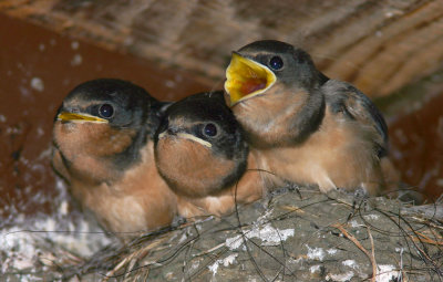 Barn Swallows, juvenile