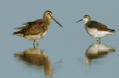 Wilson's Phalarope, juvenile, and Dowitcher, fall