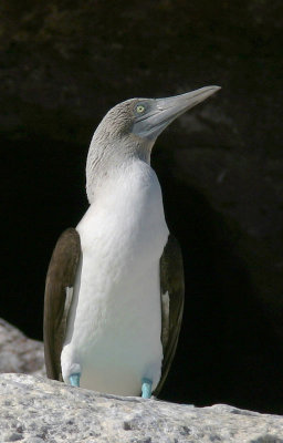 Blue-footed Booby