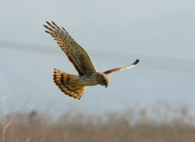 Northern Harrier, female