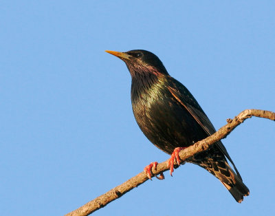 European Starling, breeding plumage