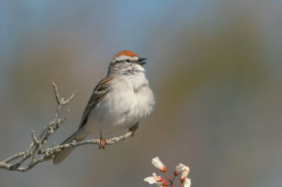 Chipping Sparrow, male