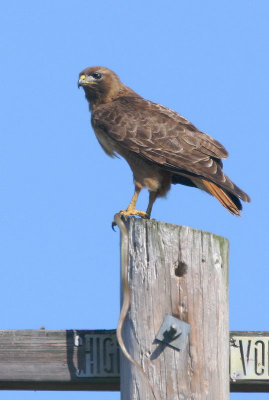 Red-tailed Hawk, adult with snake