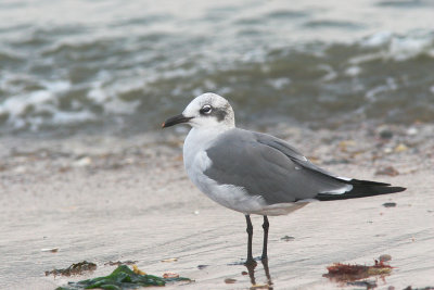 Laughing Gull, adult winter