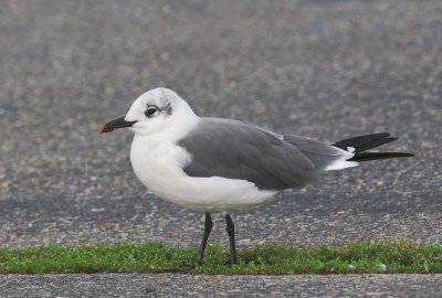 Laughing Gull, adult winter