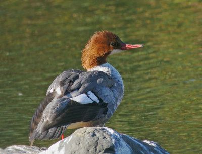 Common Merganser, female