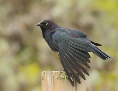 Brewer's Blackbird