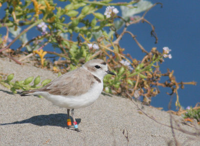 Snowy Plover, female breeding-plumage