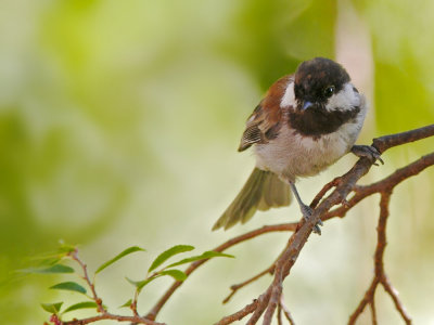 Chestnut-backed Chickadee