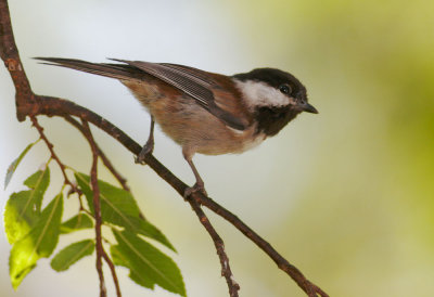 Chestnut-backed Chickadee