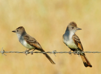 Ash-throated Flycatchers, pair