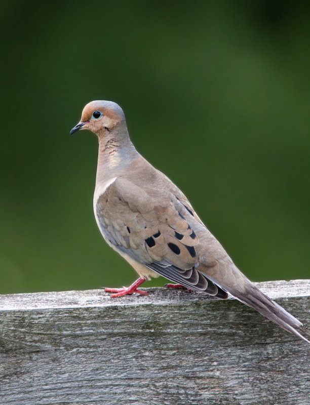 Tourterelle triste - Zenaida macroura - Mourning Dove