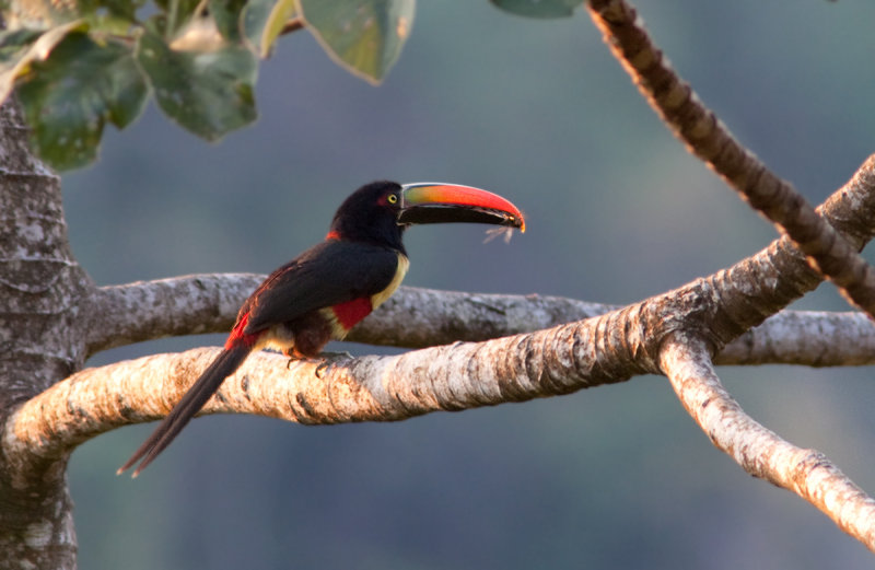 Araari de Frantzius - Pteroglossus frantzii - Fiery-billed Aracari