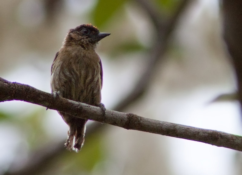 Picumne olivtre - Picumnus olivaceus - Olivaceous Piculet