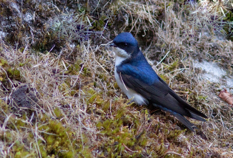 Hirondelle bleu et blanc - Notiochelidon cyanoleuca - Blue-and-white Swallow