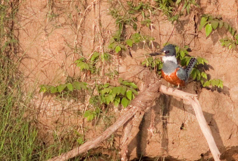 Martin-pcheur  ventre roux - Megaceryle torquata - Ringed Kingfisher