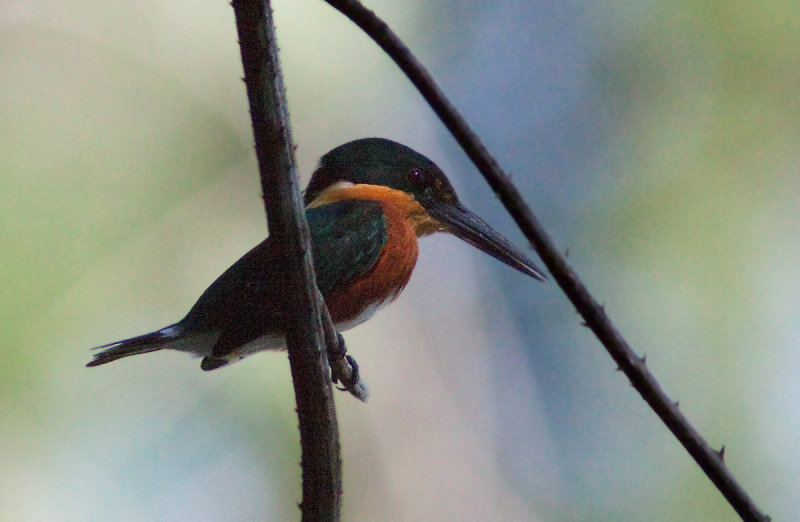 Martin-pcheur nain - Chloroceryle aenea - American Pygmy Kingfisher