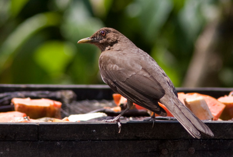 Merle fauve - Turdus grayi - Clay-colored Thrush