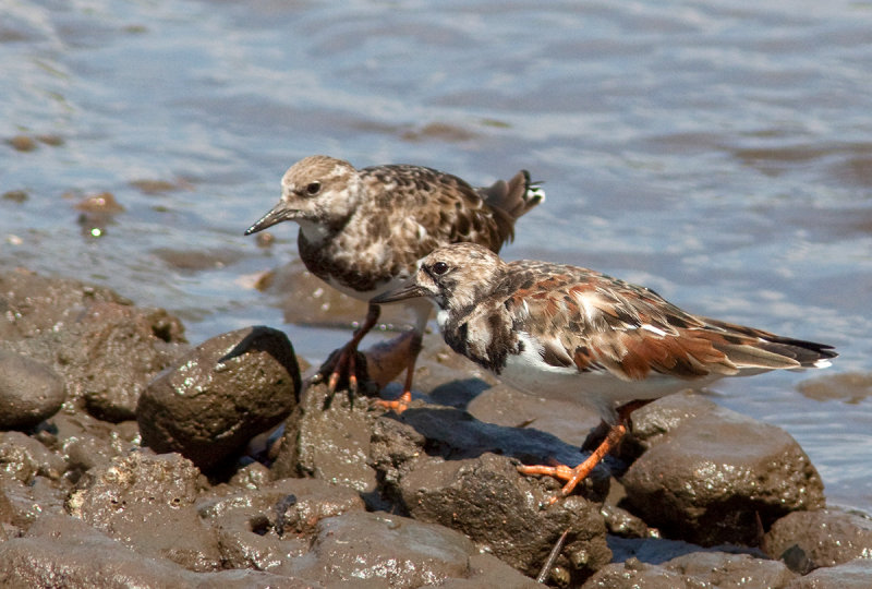 Tournepierre  collier - Arenaria interpres - Ruddy Turnstone