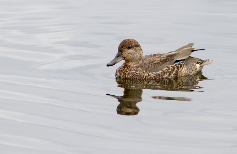 Sarcelle dhiver / Anas carolinensis / Green-winged Teal