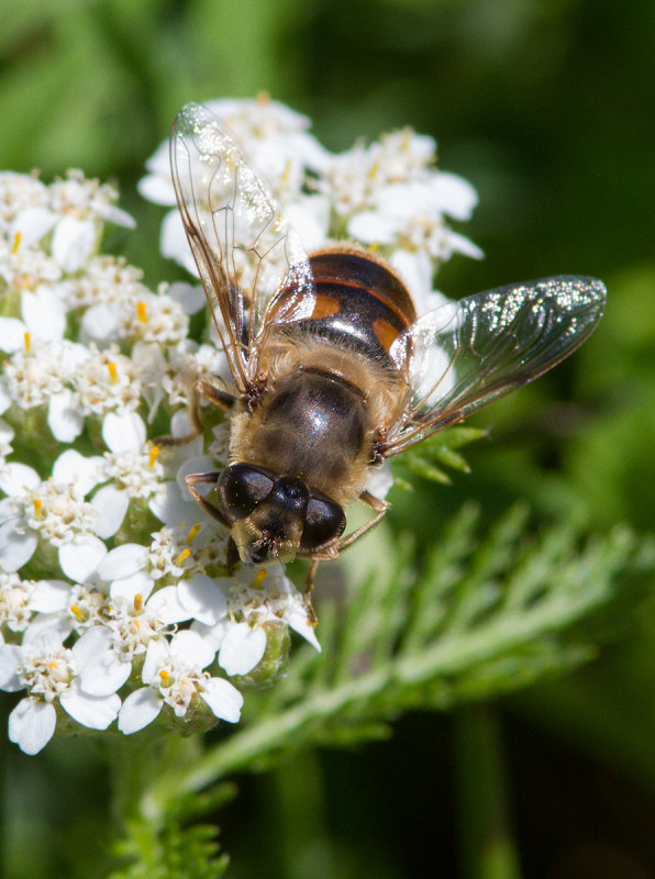 ristale gluante / Eristalis tenax / Drone Fly