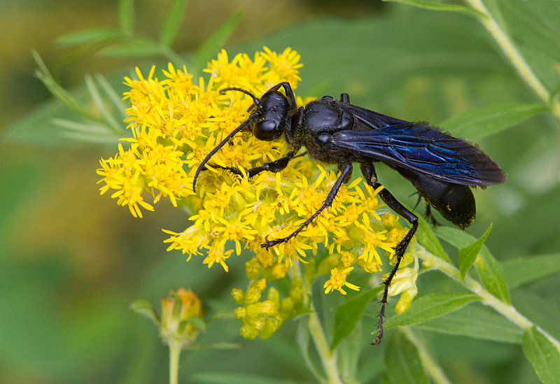 Grand sphex noir / Sphex pensylvanicus / Great Black Wasp