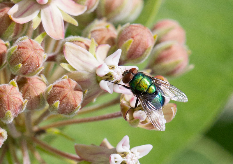 Lucilia sp.